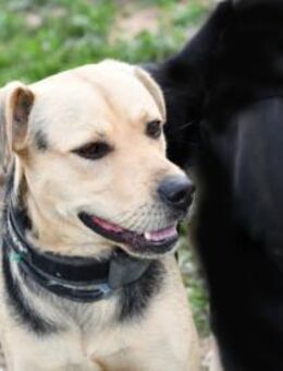 Geben Sie Cilocco sein Traumzuhause? - Neuss