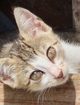 Kitten junge Katzen BKH - Ingolstadt