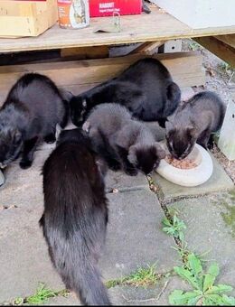 Junge katzen - Grebenstein