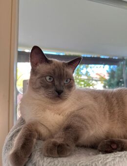 Liebevolle Siam-Mix Katze sucht neues Zuhause - Augsburg