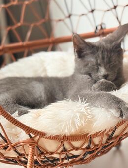 Maine Coon Bkh Mix kitten - Kirchheimbolanden