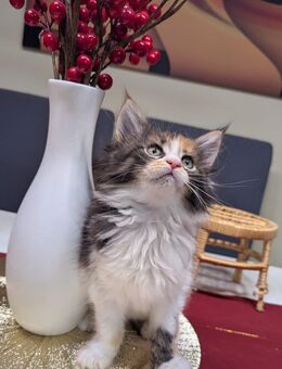 Wunderschöne Reinrassigen Main Coon Kitten XXL - Wiesbaden