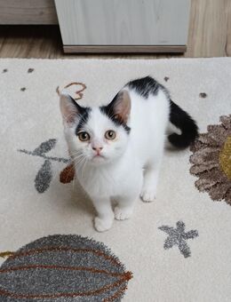 Kater Kitten BKH EKH Perser mix Junge Katze - Waldkirchen