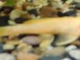 Antennenwelse Albino Antennenwelse gelb - hell Aquarium Fische Algenbekämpfung in 97464