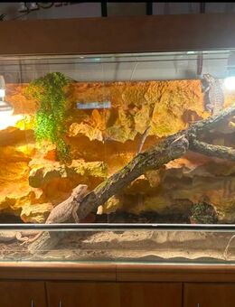 Bartagamen abzugeben Bartagamengruppe mit Terrarium - Allstedt