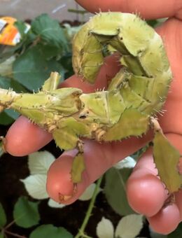 Extatosoma tiaratum - Eier - Weißenthurm