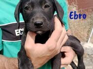 Ebro kleiner Labrador-Mix Welpe 03/25 ES - Ruppertsecken