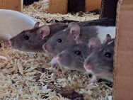 junge bunte quirlige Farbratten Farbratte Ratten - Neustadt (Sachsen) Hohwald