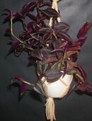 tradescantia purple hill in 45968