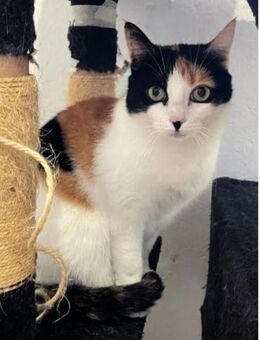 Pepper (+Fernando) - liebe Tricolorkatze - Wilhelmsfeld