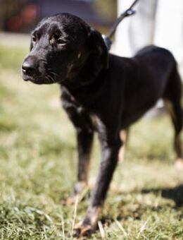 Zuckermaus Sophie💗freundlich + so lieb! - Hamburg