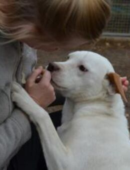 Sonnenschein Stella sucht ihre Menschen - Essen