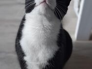 Liebevolle Hauskatze in gute Hände abzugeben - Westerstede