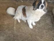 Diva sucht ein liebevolles Zuhause - Blankenheim (Nordrhein-Westfalen)