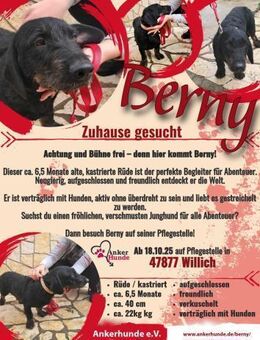 🩵Berny🩵sucht eine liebe Familie - Freilassing