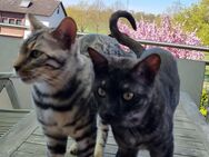 2 traumhafte Bengal Kater - Seligenstadt