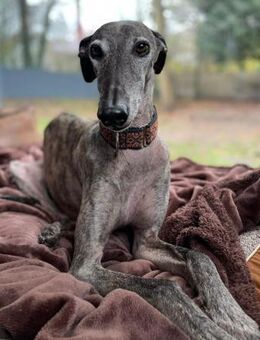 Itelo ein lieber Galgorüde - Morsbach