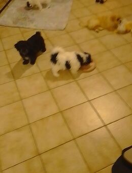 Bolonka Zwetna - Wesendorf