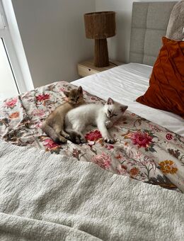 4,5 Monate alte BKH Kitten - Goch