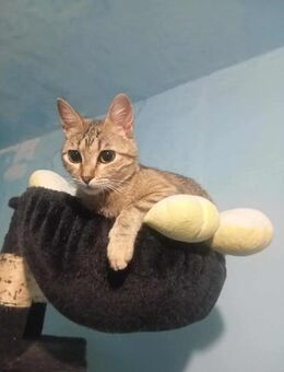 Goldige Suzana sucht ihre Familie - Margetshöchheim