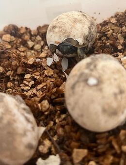 Griechische Landschildkröten Zucht 2024 - Sehnde Zentrum