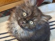 Main Coon mixkitten - Winsen