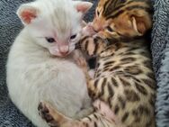 Bengal-Kitten - Ebsdorfergrund