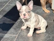 Süße, Französische Bulldoggen Welpen - Düren