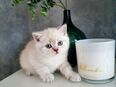 BKH Kitten reinrassig britisch kurzhaar in 94447