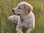 Hund Hilde sucht ein neues zu Hause - Brück