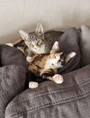 Wiska und Luna 8 Monate alt in 45770