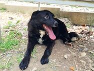 ELVIS möchte adoptiert werden - Schwabach