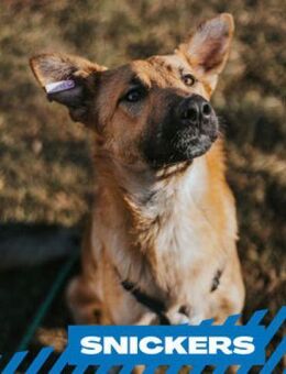 Snickers - Schäferhundfan gesucht - Berlin