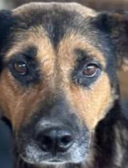 Smilla wartet schon seit 8 Jahren. 🐾 - Elsdorf (Nordrhein-Westfalen)