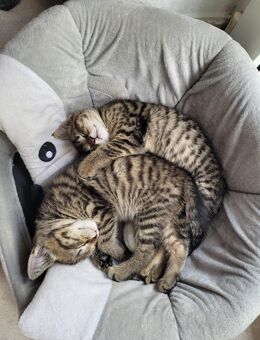 6 süße EKH-Kitten suchen ihr dauerhaftes Zuhause - Erftstadt