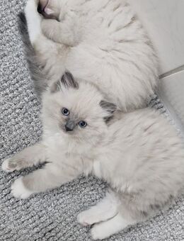 Wundervolle Ragdoll Kitten reinrassig - Lübeck