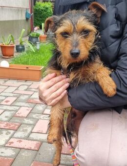 🩵Willy kleiner 1-jähriger Terrier - Kassel