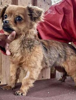 Ava - liebevolle Mini-Maus - Koblenz