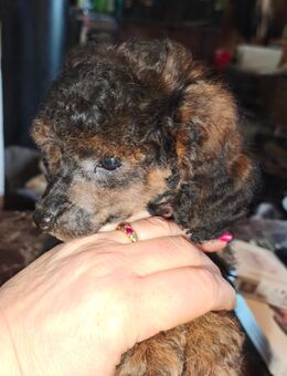 Zwergpudel Hündin - Ludwigshafen (Rhein)