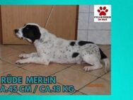 Merlin Mischling Rüde Junghund - Margetshöchheim