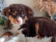 Mini Australian Shepherd Welpen - Marsberg