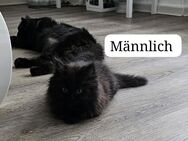 Perserkatzen kitten - Krefeld