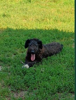 Zuhause gesucht - Eußenheim