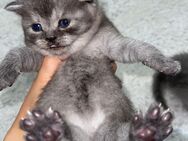 BKH reinrassige kitten - Dillenburg