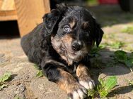 Golden Retriever/Border Collie Welpen - Jüchen