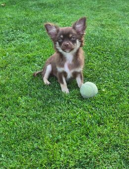 14 Wochen Chihuahua Rüde Welpe Langhaar - Verl