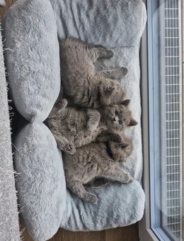 Reinrassige BKH Kitten - Gunzenhausen