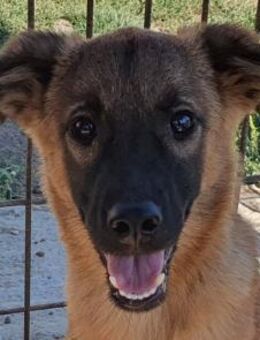 PEBBELS-kleiner Sonnenschein, 40 cm(w) - Rösrath