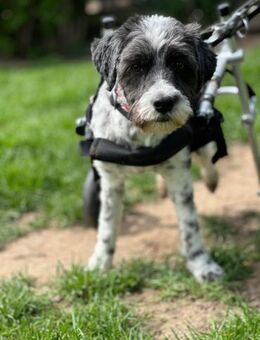 NOAH, trotz Handicap voller Lebensfreude - Aerzen