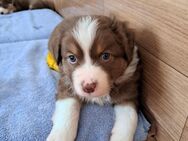 Australian Shepherd Welpen - Rheine